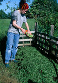 Building a Compost - Vegetable kitchen waste on the compost