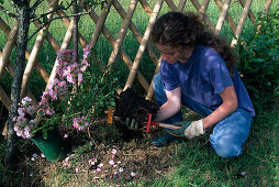 Plant Rosa 'Candy Rose' (repeat-flowering shrub rose) Scrape up root felt (2/8)