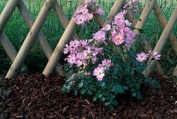 Rosa 'Candy Rose' (Strauchrose öfterblühend) pflanzen Fertig gepflanzte Rose (8/8)