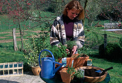Plant herb box: Mentha (mint), Satureja spp. (savory), Petroselinum crispum (parsley), Artemisia dracunculus (tarragon), put plants in box (1/3)