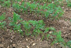 Daucus carota / Möhren vereinzeln