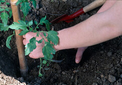 Plant Lycopersicon (tomato), place tomato plant in planting hole (2/5)