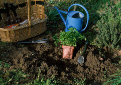 Planting parsley Utensils for planting parsley (0/3)