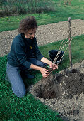 Planting a raspberry bush Loosening the roots for better growth (3/8)