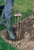 Planting a raspberry bush 7. Step: Carefully treading down the clamped plant (7/8)
