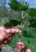 Propagating cuttings of Ribes sanguineum (Blood currant), removing leaves