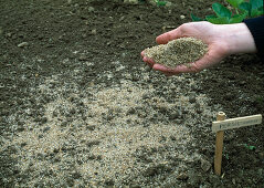 Petroselinum (Petersilien-Aussaat) (1/3) - Samen mit Sand mischen zur besseren Verteilung