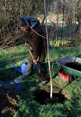 Baum pflanzen: Ginkgo biloba / Fächerbaum 4/5 Pflanzloch mit der Erdmischung füllen, antreten