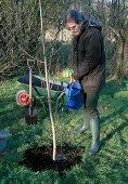 Plant tree, ginkgo biloba (fan tree), watering abundantly