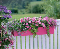 Impatiens wall Heartbeat 'Hot Pink' (Impatiens wall)