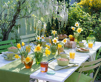 Breakfast table with Narcissus (daffodils)
