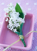 Syringa (white lilac)