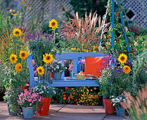 Helianthus annuus 'Teddy Bear', 'Holyday' (sunflower)