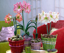 Hippeastrum (Amaryllis)