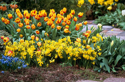 Tulipa 'Mickey Mouse'