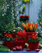 Tulipa 'Red Paradise', ' Flair', Salix caprea 'Pendula', Primula (Kissenprimel)