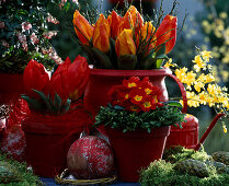 Tulipa 'Red Paradise' und 'Flair', Salix caprea 'Pendula', Primula ( Kissenprimel)