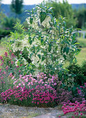 Chionanthus virginicus (snowflake bush), Dianthus (carnations), Armeria (grass carnation)