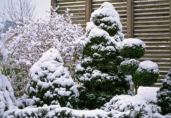 Picea glauca 'Conica' (sugarloaf spruce)