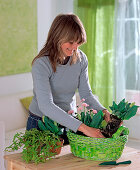 Planting a green basket