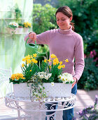 Plant box with spring onion flowers