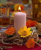 Calendula (Ringelblume), Helianthus (Sonnenblume)