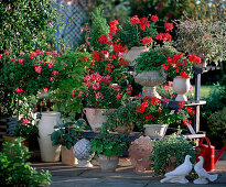 Pelargonium 'Summer Twist', 'Salmon Pink', 'Red', 'Red-White'