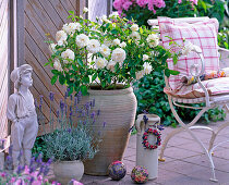 Pink 'Snow White' (shrub rose)