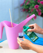 Watering petunia hanging baskets with iron fertiliser (1/2)