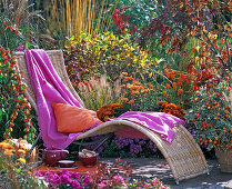 Chrysanthemum (Chrysanthemum), Aster (cushion aster)