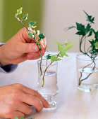 Making your own ivy cuttings