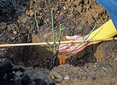 Plant the rose 'Flash Meidiland' in the border (6/9)