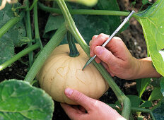 Carving pumpkin: 1/2