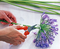 Agapanthus flower arrangement