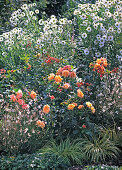 Bed with perennials and rose: Rosa 'Tequila' (bedding rose), Gaura