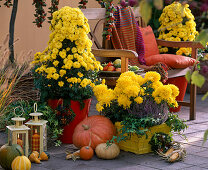 Chrysanthemum Dreamstar, 'Vesta '(Herbstchrysanthemen), Hedera (Efeu)