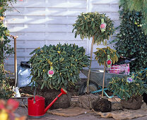 Rhododendron (Alpenrose), Ballenware zum Pflanzen an Beet stehend, Gießkanne
