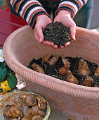 Clay bowl with viola, ivy and daffodil