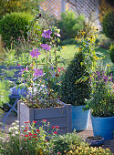 Planting Clematis in Wooden Pots (9/9)