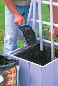Planting lilac tubs with Lathyrus (3/9)