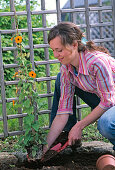 Colorful summer bed with trellis