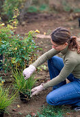 Planting a yellow rose bed: 2/11