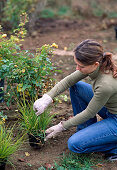 Anlage gelbes Rosenbeet: 2/11