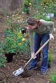 Plant Yellow Rose Bed (6/11)