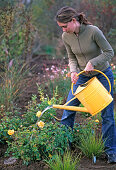 Plant Yellow Rose Bed (10/11)