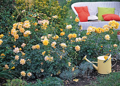 Plant Yellow Rose Bed (11/11)