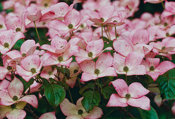 Pink flowers of Cornus kousa 'Satomi' (dogwood flower)