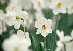 Weiße Blüten von Narcissus Poeticus 'Actaea' (Dichter-Narzissen)