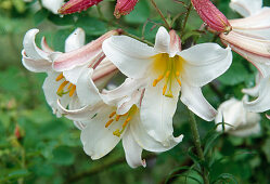 White, fragrant flowers of Lilium regale (royal lily)