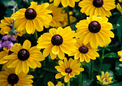 Gelbe Blüten von Rudbeckia hirta 'Toto' (Sonnenhut)